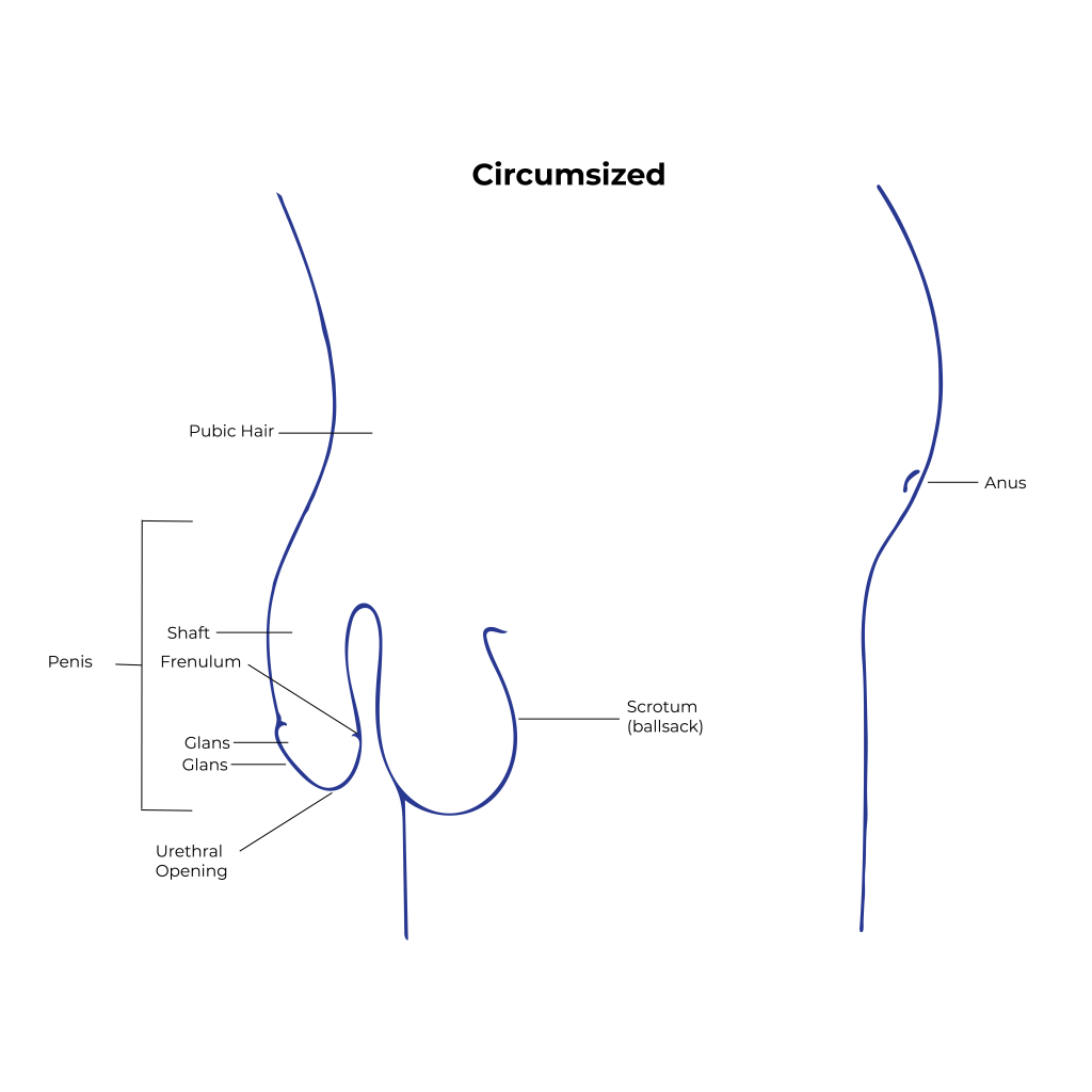 diagram of circumsized male anatomy