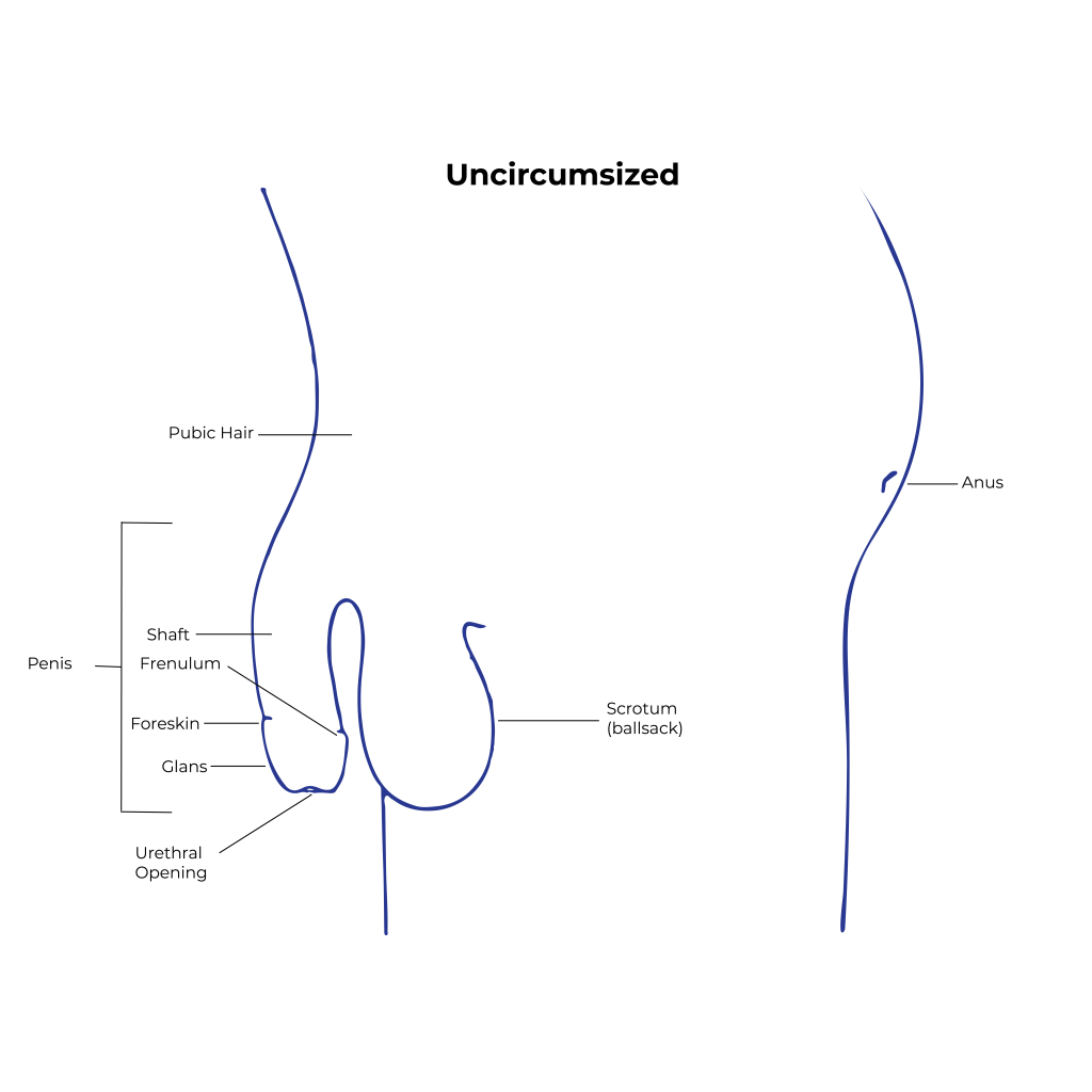 diagram of uncircumsized male anatomy