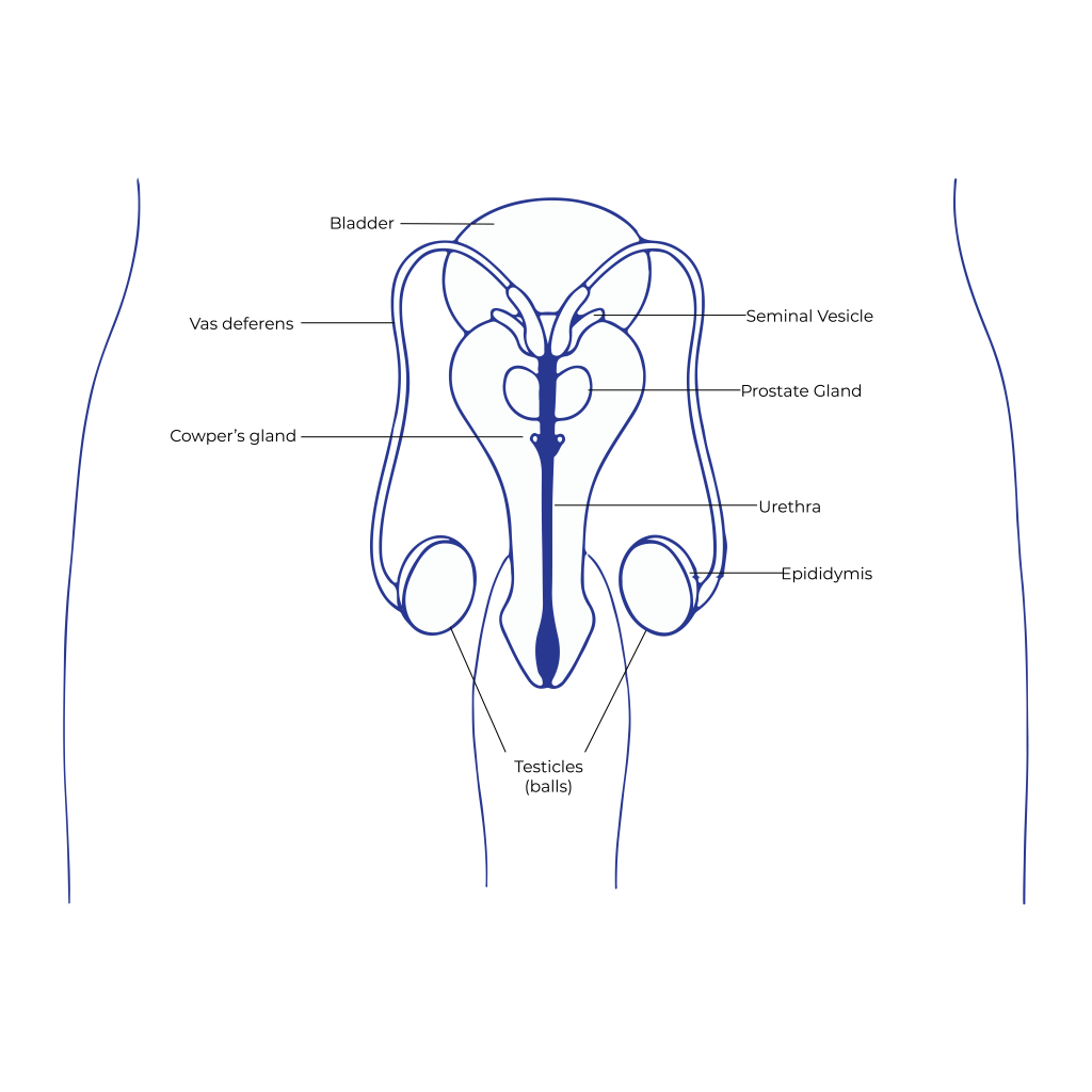 internal male anatomy diagram